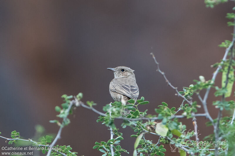 Brown-tailed Rock Chatadult