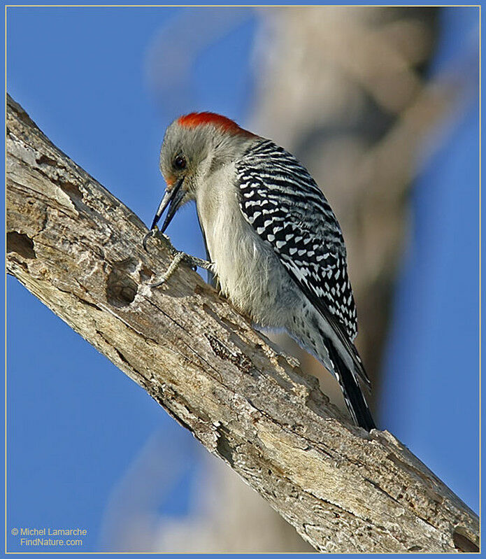 Red-bellied Woodpecker female adult
