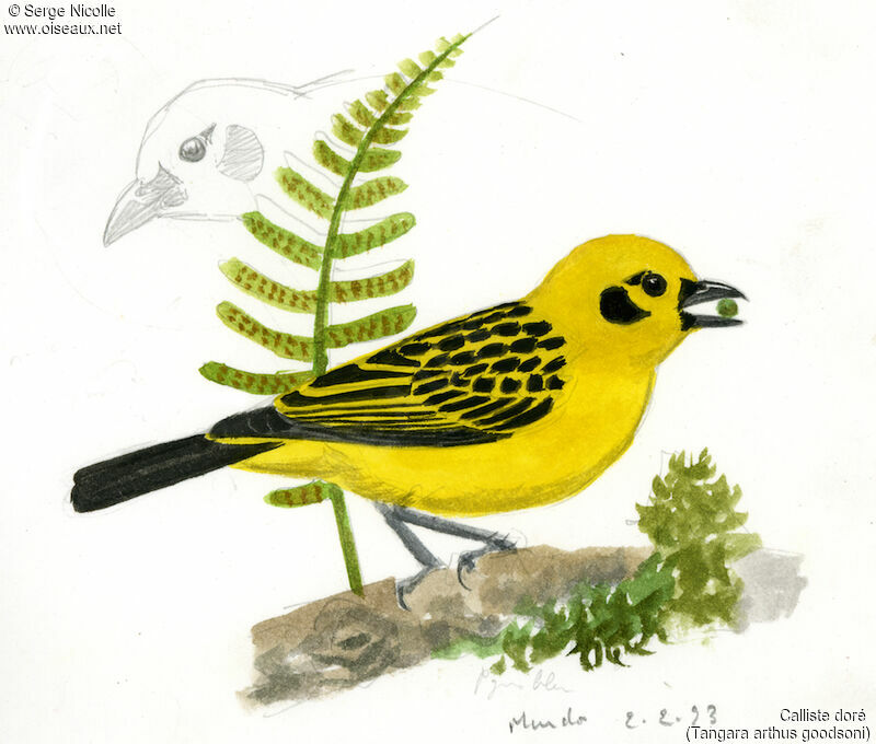 Golden Tanager, identification