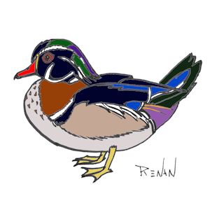 canard_carolin