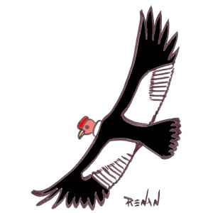 condor