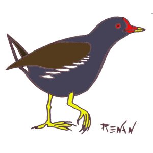 gallinule