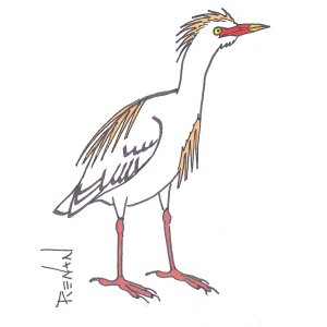 heron_garde-boeufs