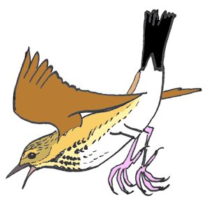 pipit_des_arbres