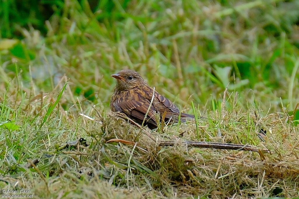 Dunnockjuvenile