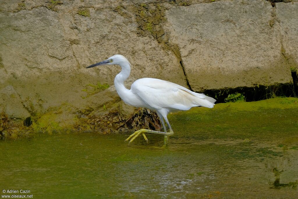 Little Egretsubadult, identification, walking