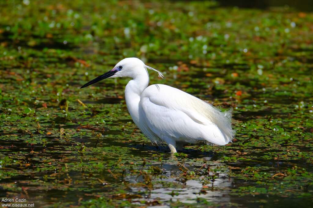 Little Egretadult breeding, habitat