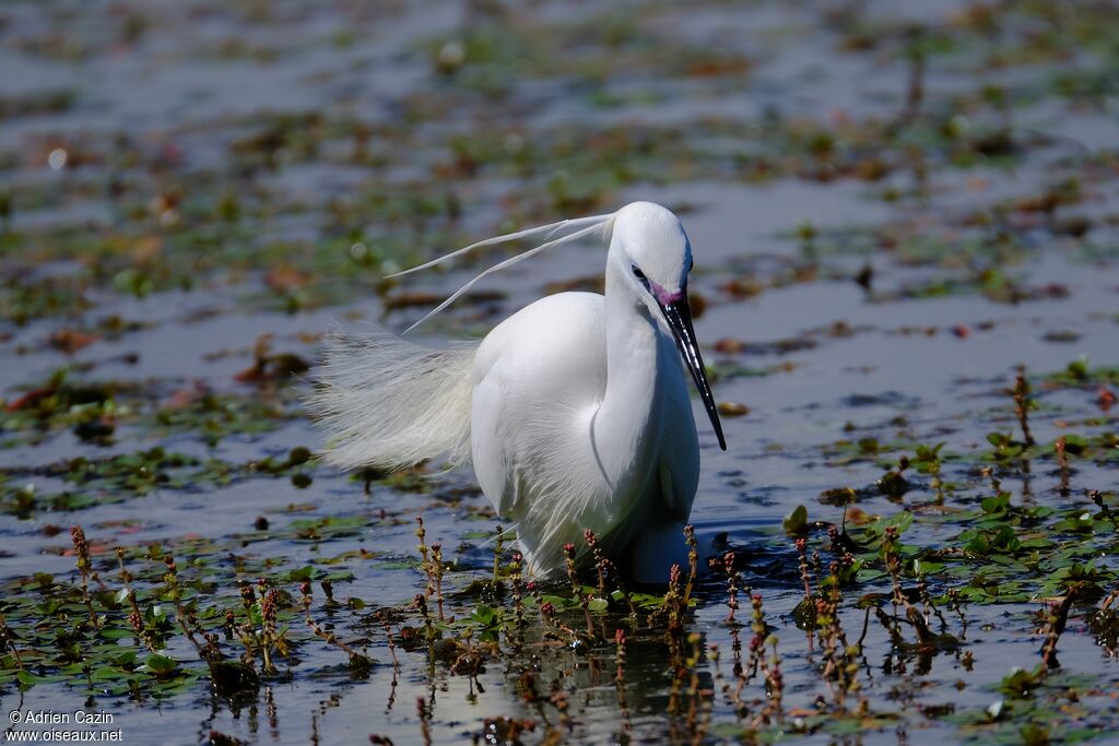 Aigrette garzetteadulte, identification, composition