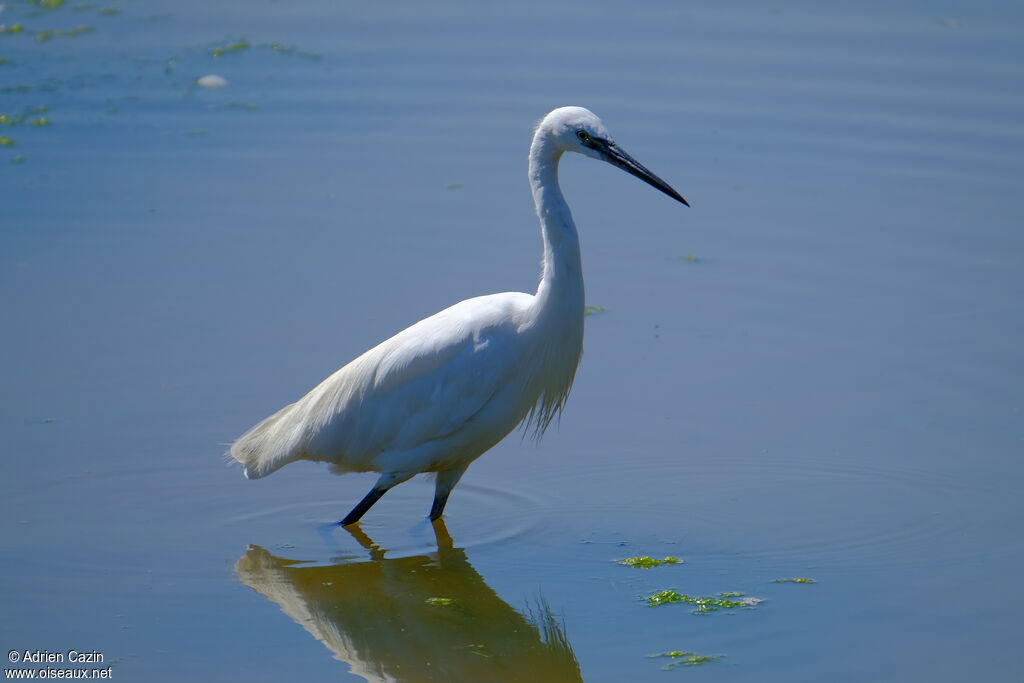 Little Egretadult