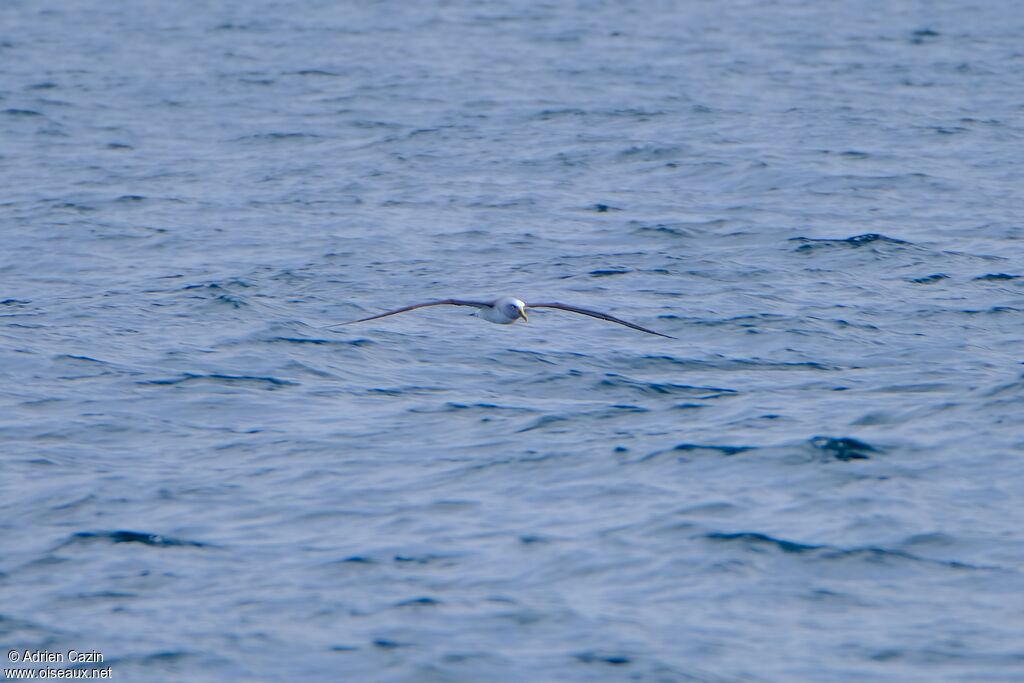 Albatros de Bulleradulte, Vol