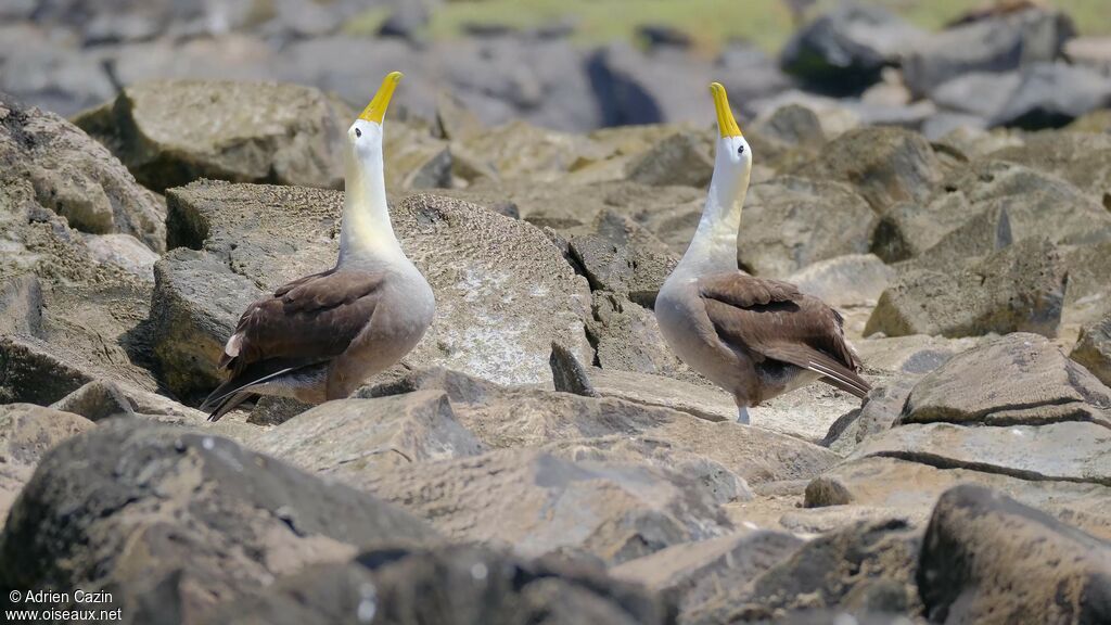 Waved Albatrossadult, courting display