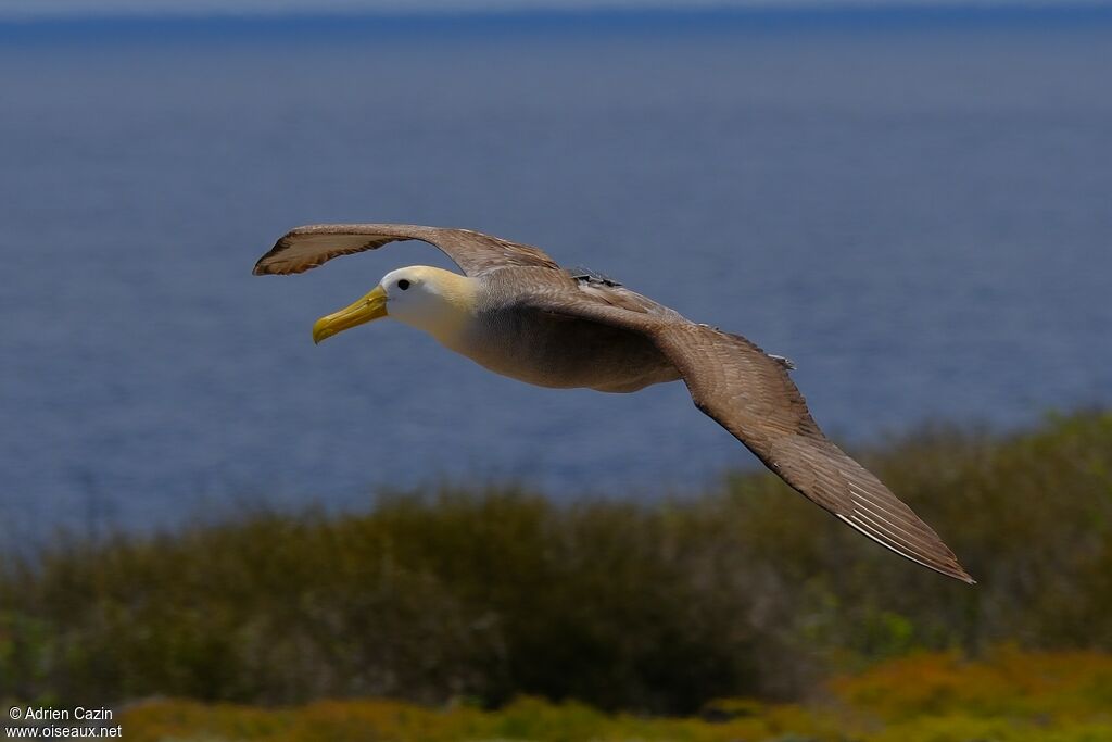 Waved Albatrossadult, Flight