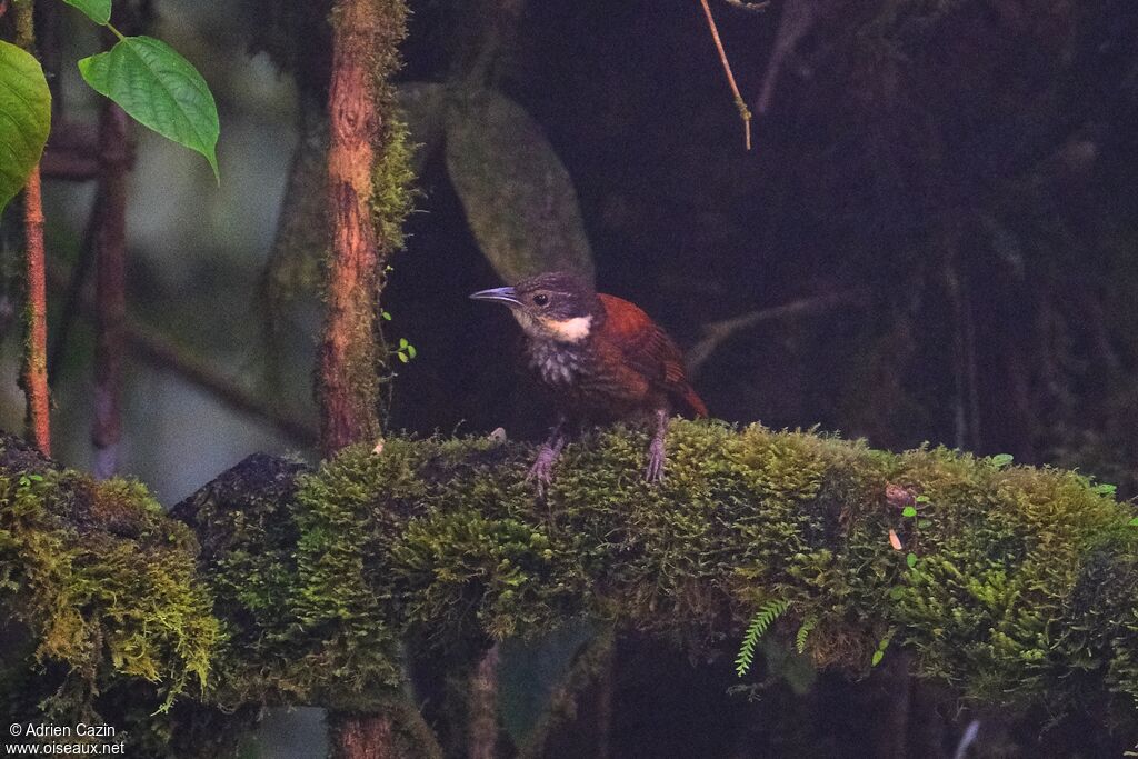 Anabate de Johnsonadulte, identification