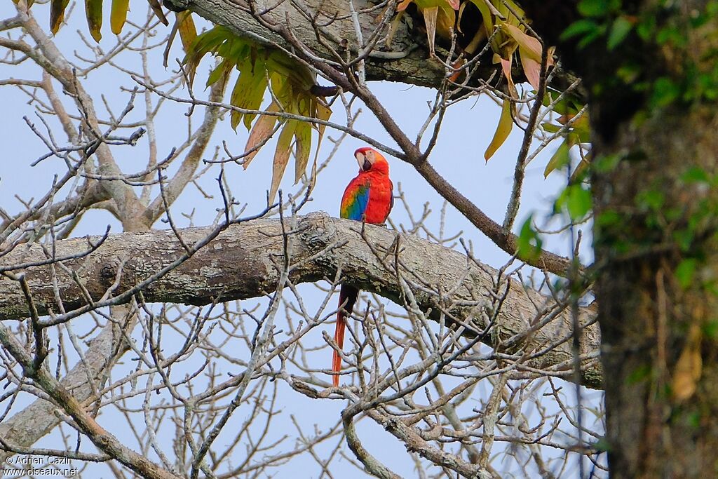 Scarlet Macawadult