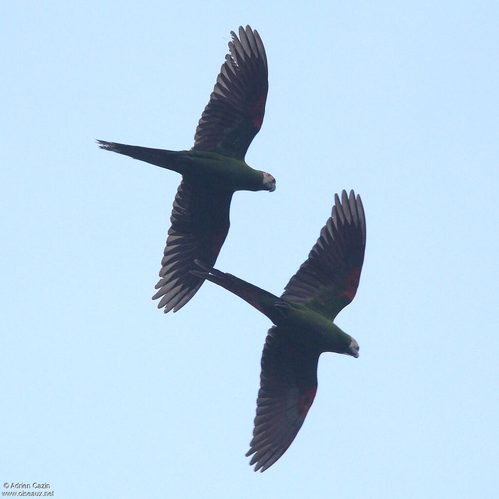 Chestnut-fronted Macaw, Flight