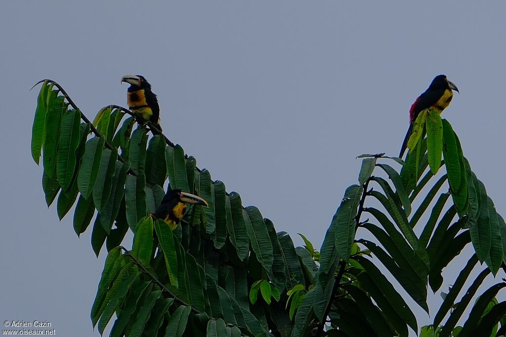 Pale-mandibled Aracari