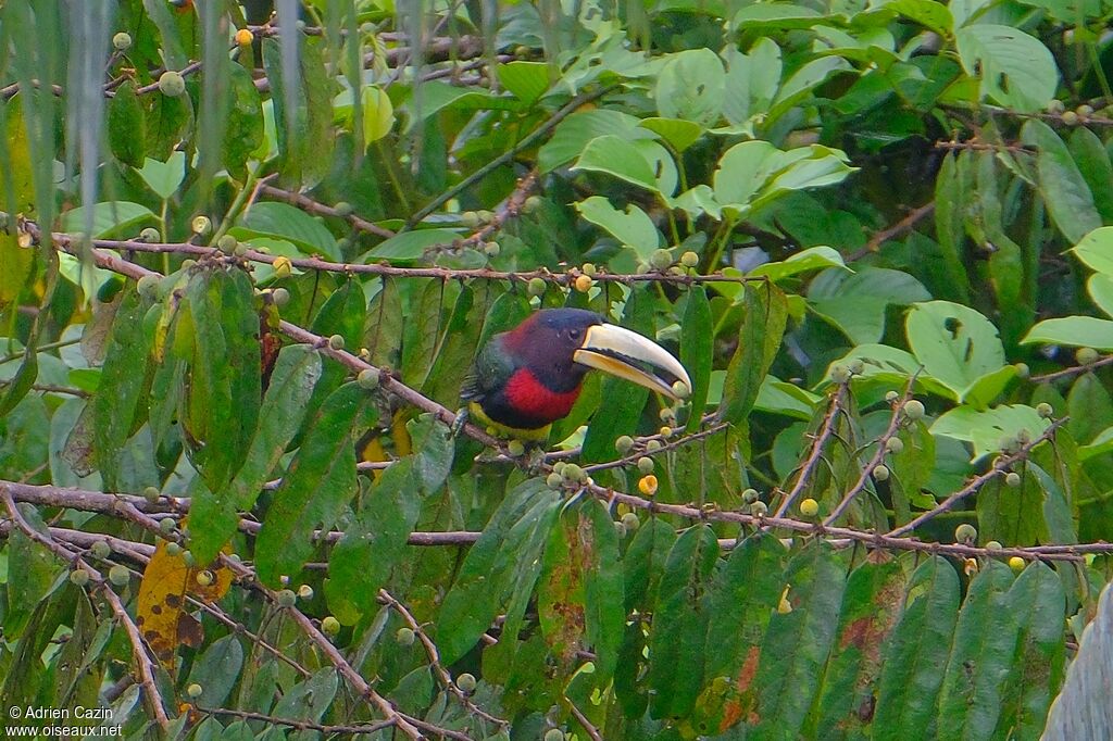 Ivory-billed Aracariadult, eats