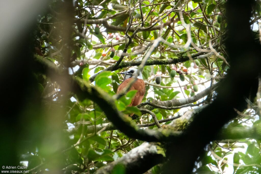 Three-wattled Bellbird male adult, identification
