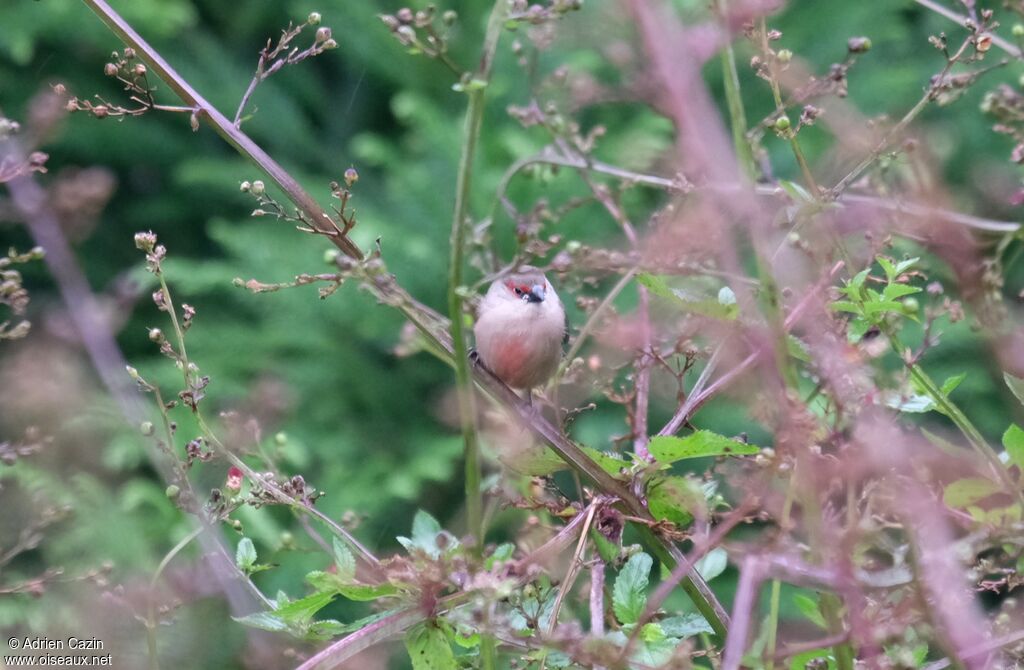 Common Waxbilljuvenile