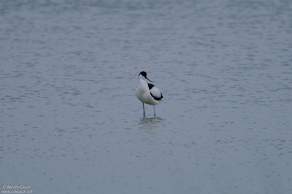 Avocette éléganteadulte