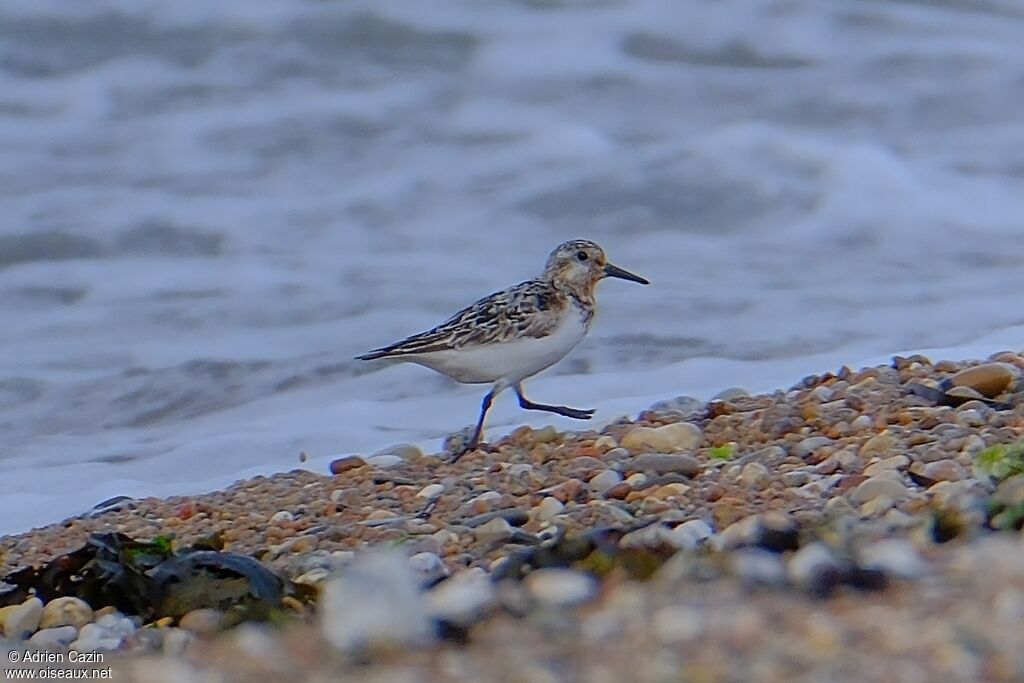 Sanderling