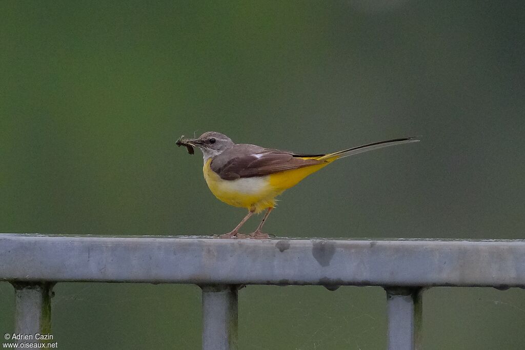 Bergeronnette des ruisseaux femelle adulte, régime, Nidification
