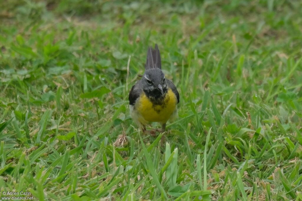 Bergeronnette des ruisseaux mâle