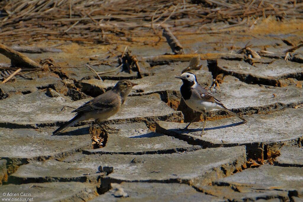 White Wagtail, Reproduction-nesting