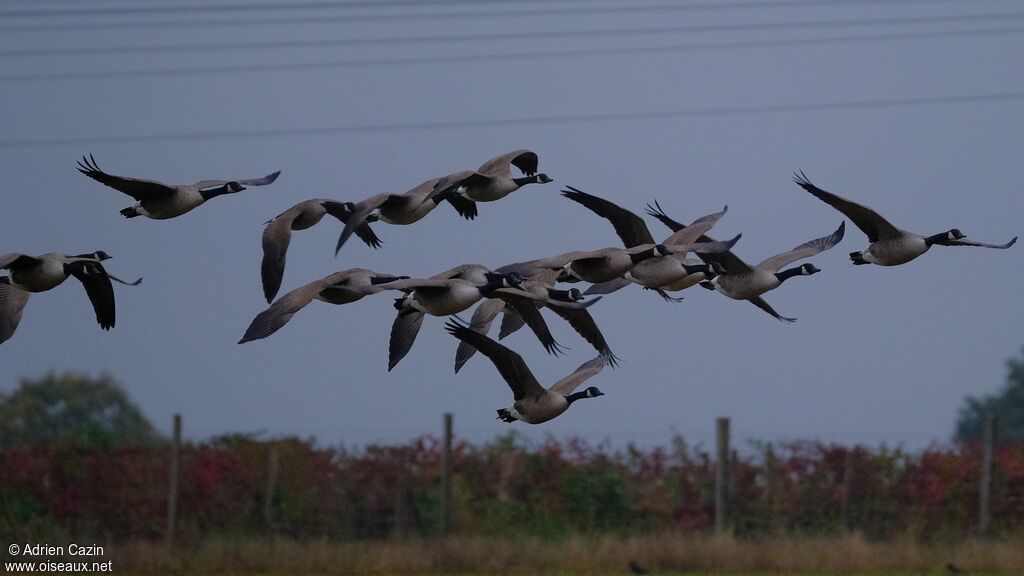 Canada Goose, Flight