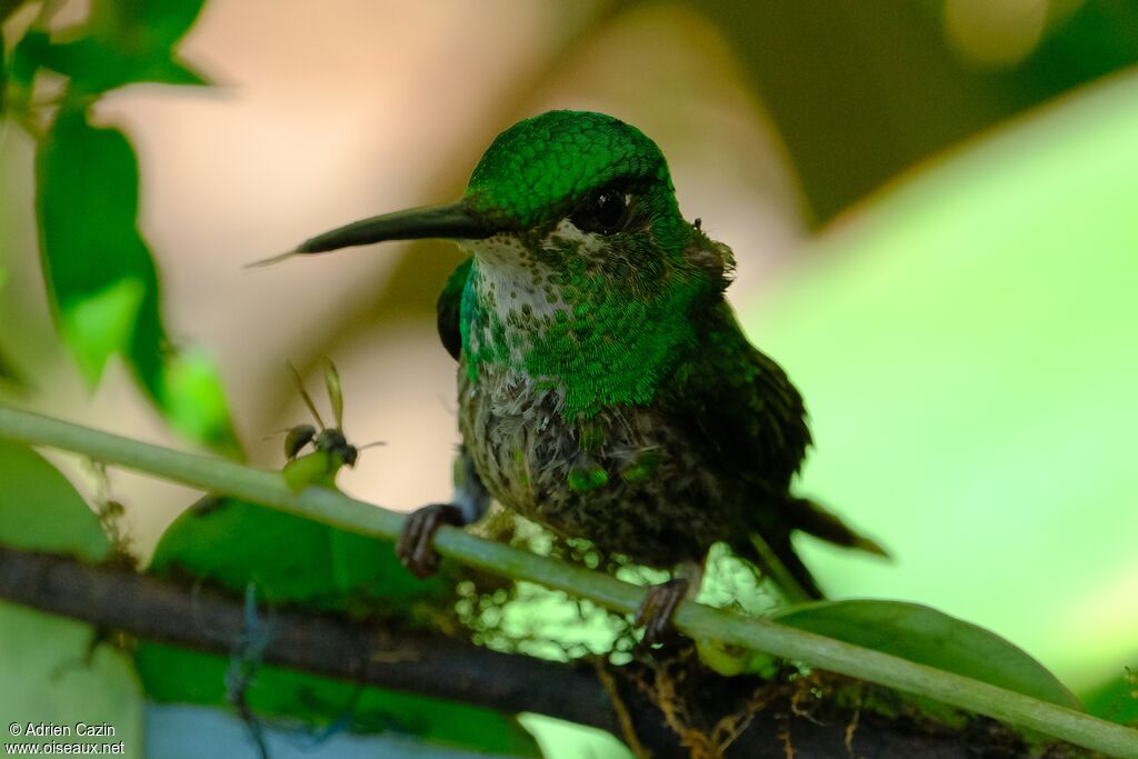 Empress Brilliant female