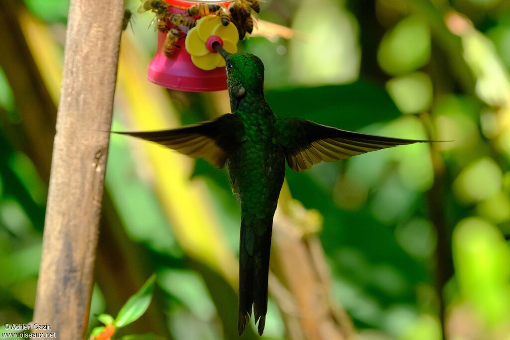 Empress Brilliant female, eats