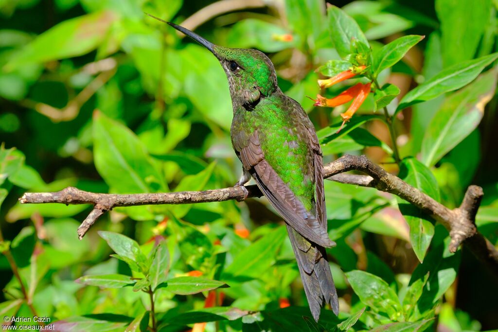 Empress Brilliant female