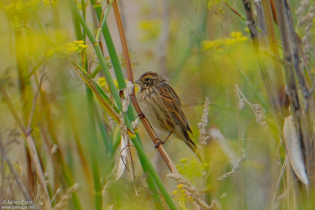 Bruant des roseaux femelle adulte, identification