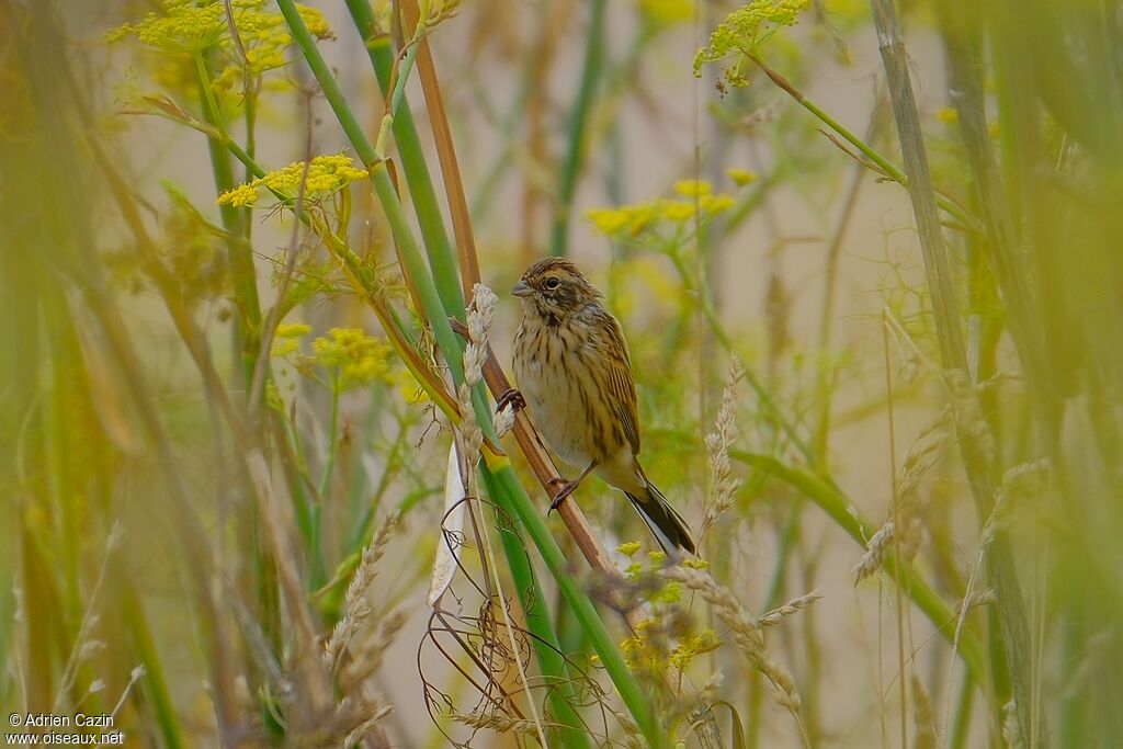 Bruant des roseaux femelle adulte, identification