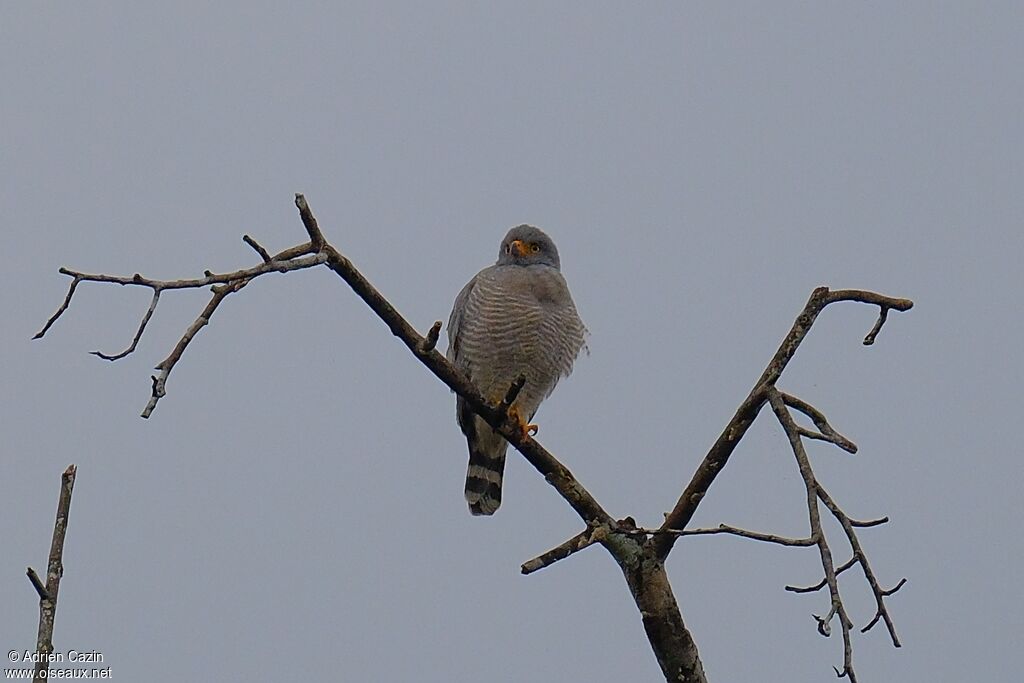 Buse à gros becadulte