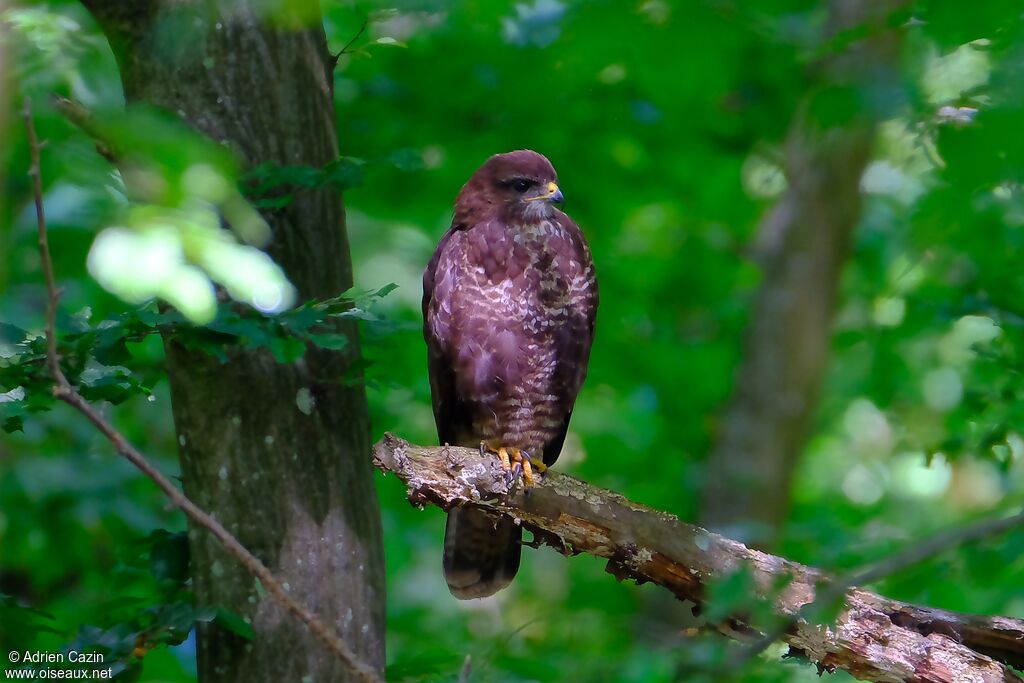 Buse variableadulte, identification