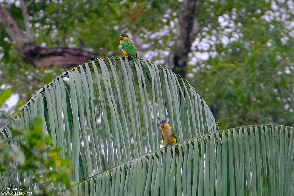 Black-headed Parrotadult