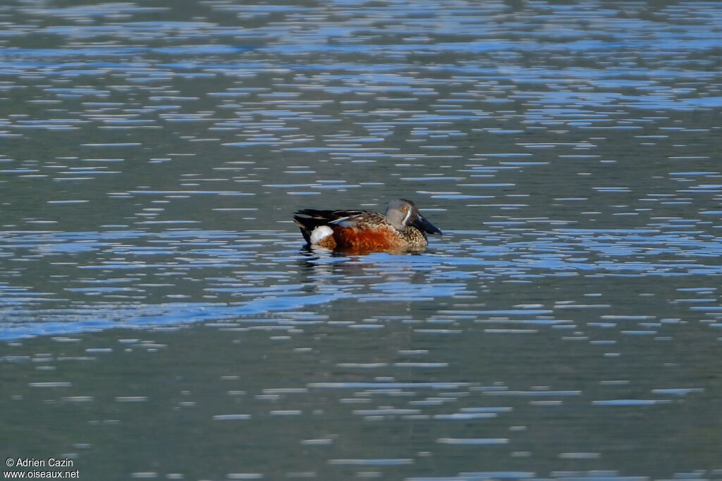 Canard bridé mâle adulte