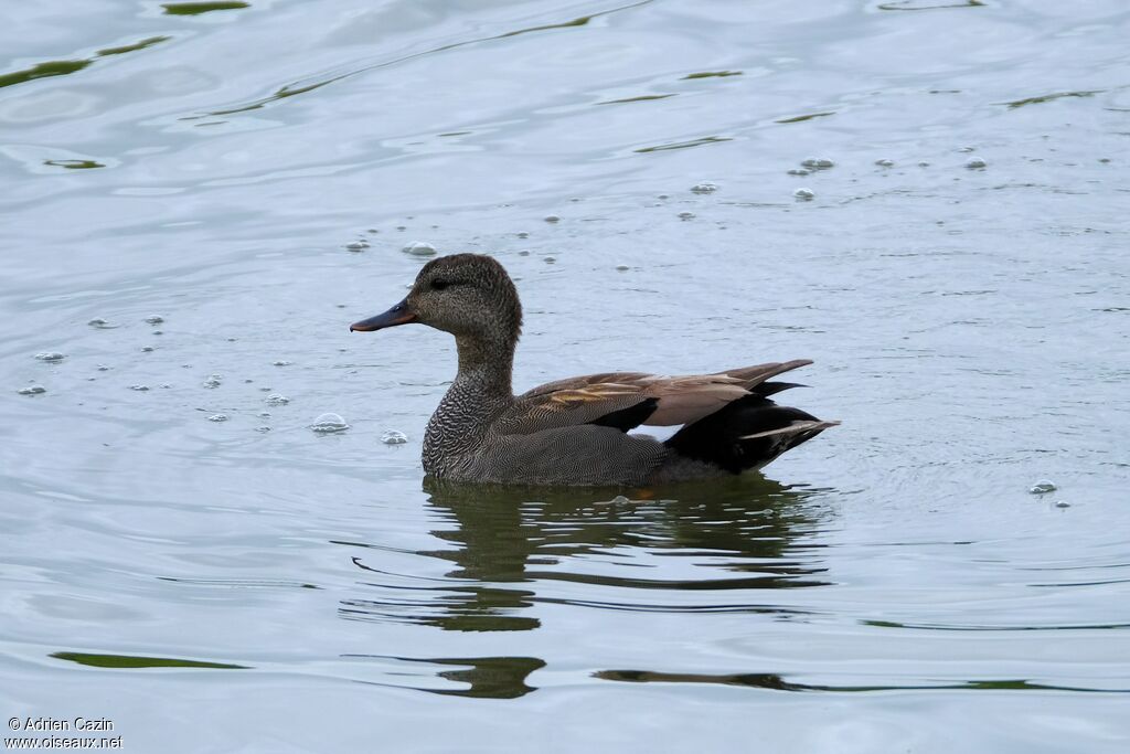 Canard chipeau mâle adulte