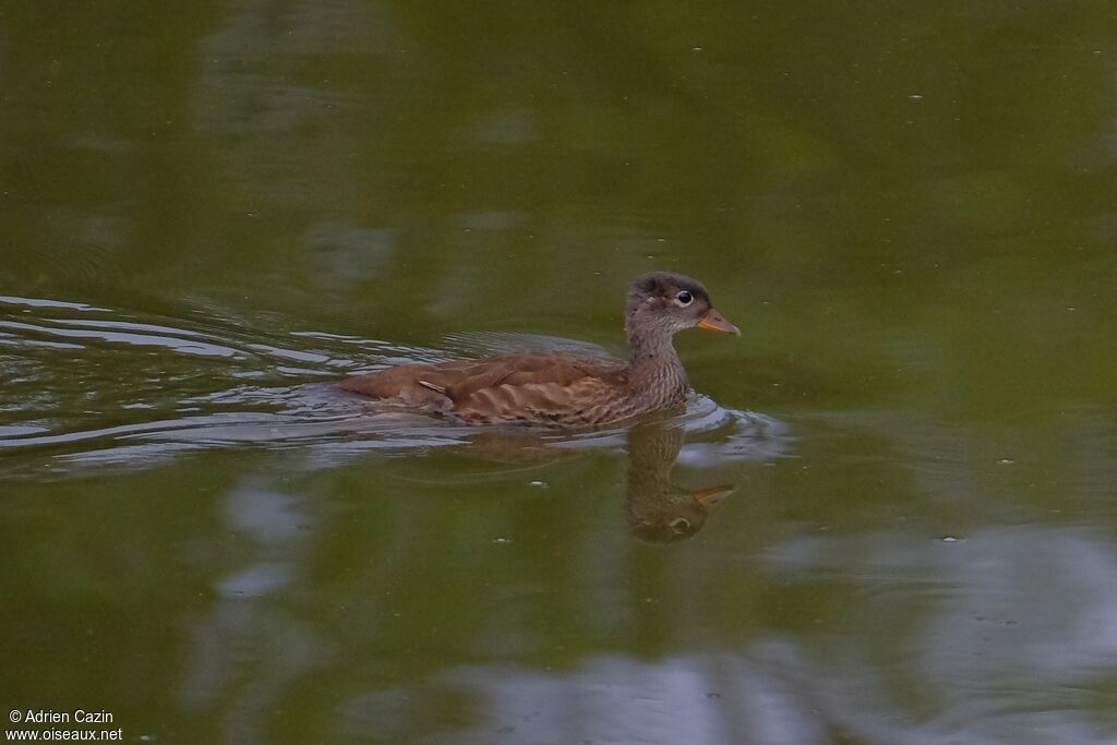 Mandarin Duckjuvenile