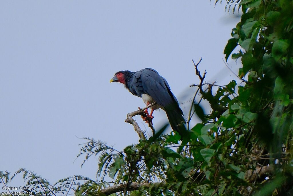 Caracara à gorge rougeadulte