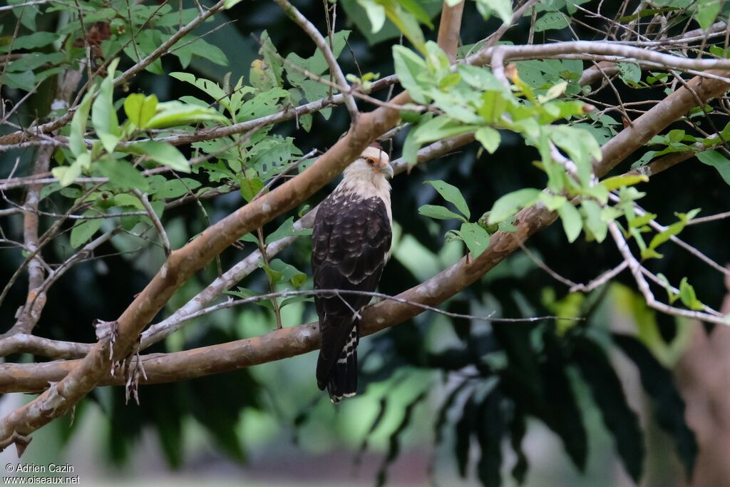 Caracara à tête jaune