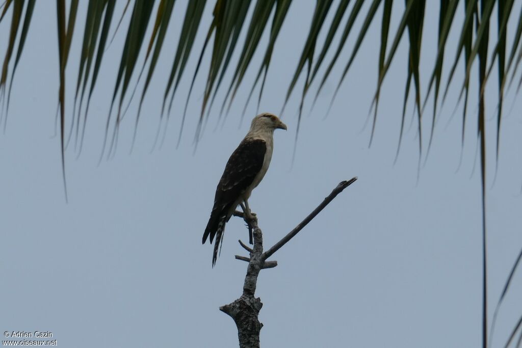 Caracara à tête jaune