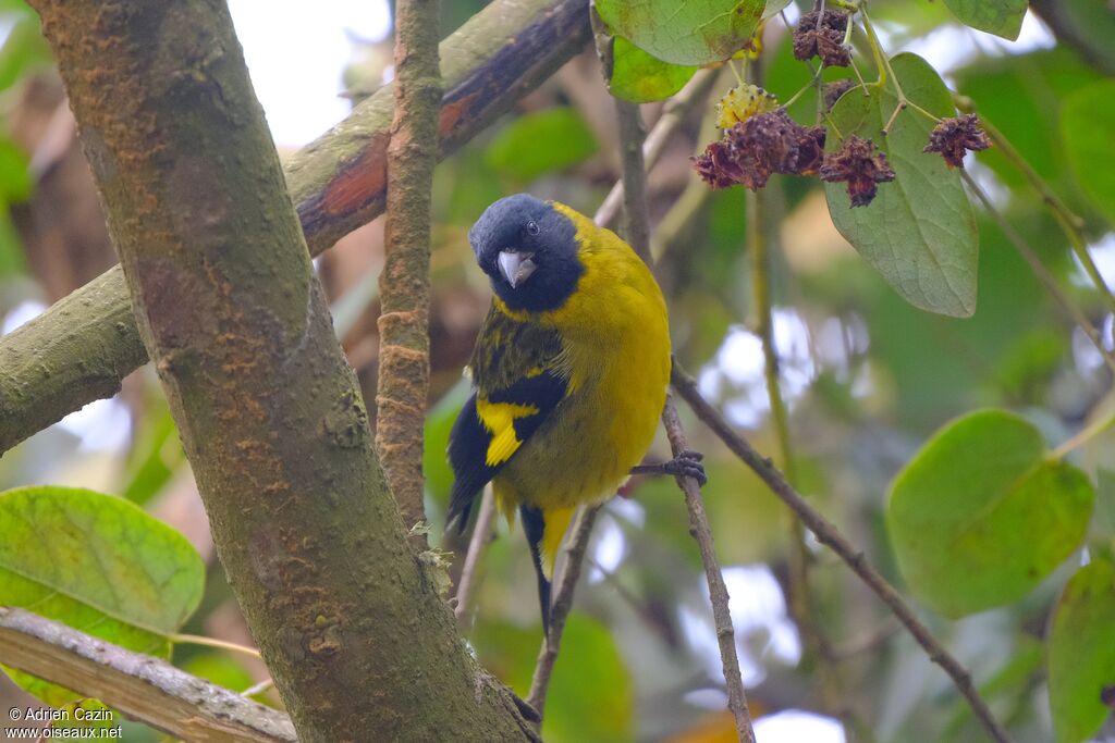 Hooded Siskin male adult