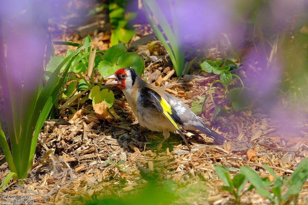 Chardonneret élégantadulte, Comportement