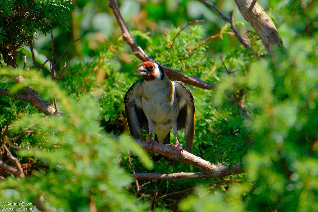 Chardonneret élégantadulte, Comportement