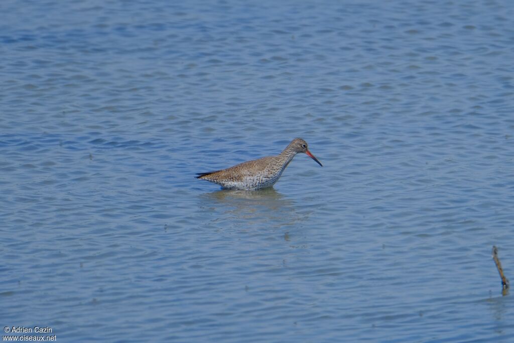 Common Redshankadult breeding