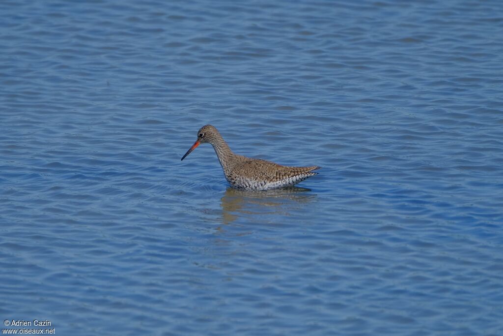 Common Redshankadult breeding