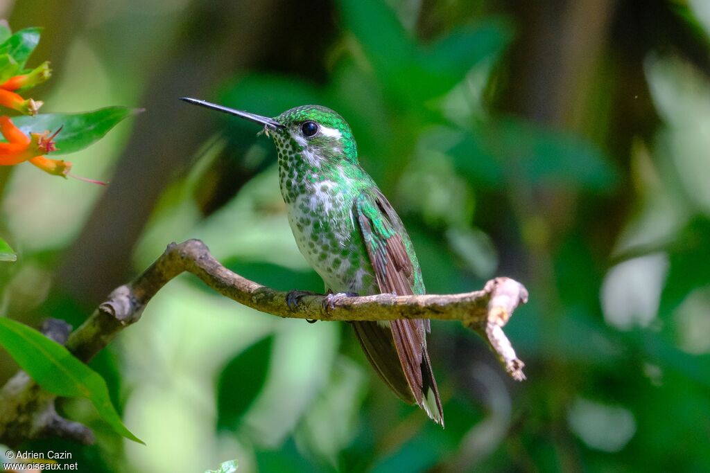 Colibri de Benjamin femelle adulte, identification