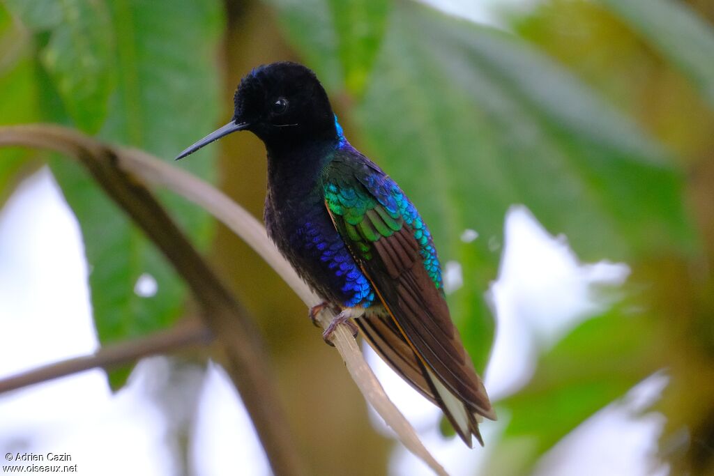 Velvet-purple Coronetadult, identification